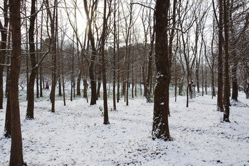 积雪雪地