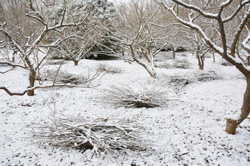 梅林雪景