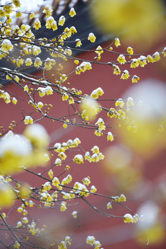 雪后腊梅花