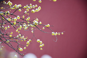 雪后腊梅花