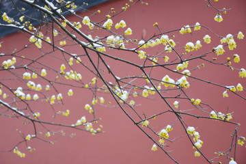 雪后梅花