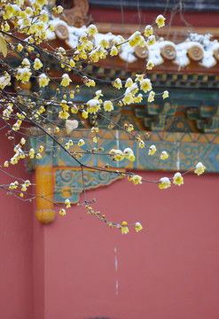 臘梅與古建筑