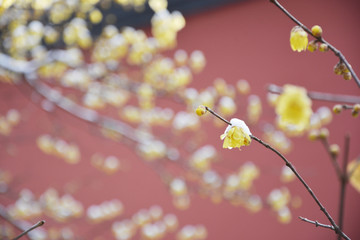 雪后梅花