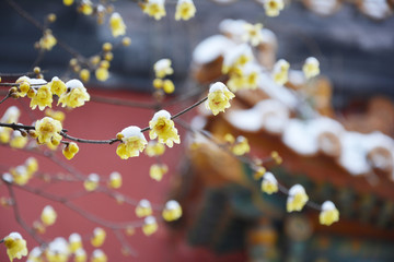 雪后梅花