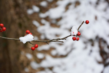 落霜红雪景