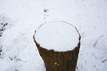 雪后树桩