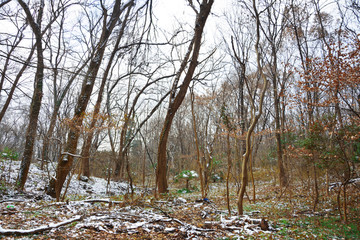 雪后山林