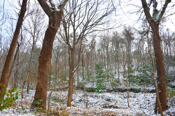 雪后山林