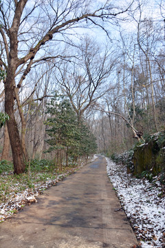 寂静山林小路