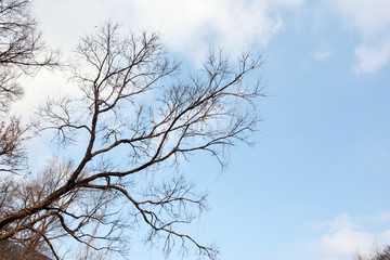 唯美天空树枝