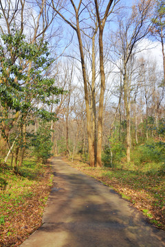 山林小路