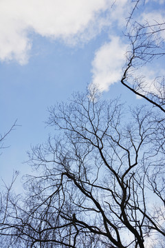 藍天與樹枝