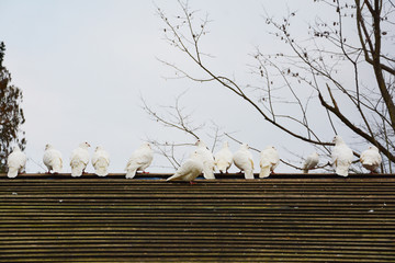 屋顶白鸽