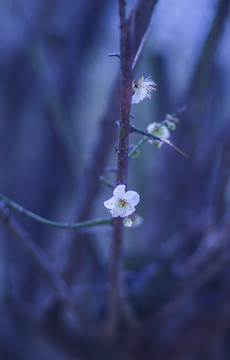 梅花