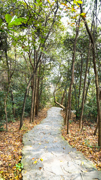 杭州虎跑后山林间道