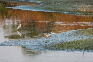 黄昏的沼泽湿地水鸟白鹭4