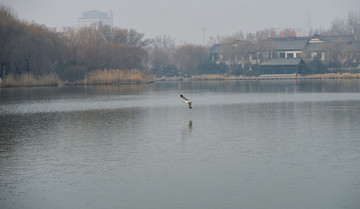 大明湖冬景