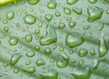 水滴雨滴芭蕉叶纹理