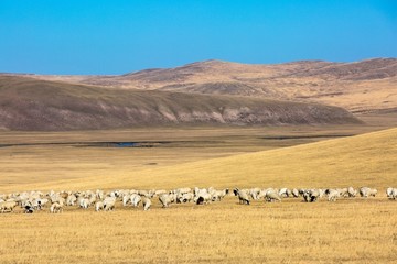 草原秋季羊群