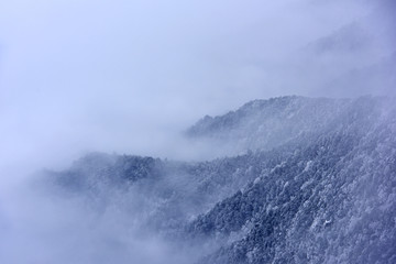 下雪的森林