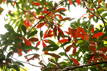 紅葉