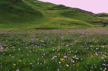 野花