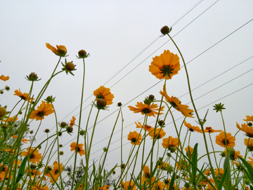 金鸡菊花海