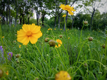 金鸡菊花海