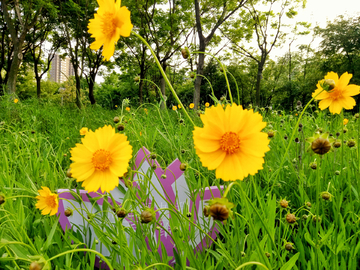 金鸡菊