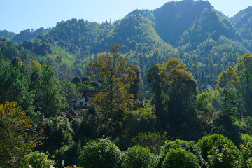 大山密林