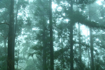 森林云雾庐山