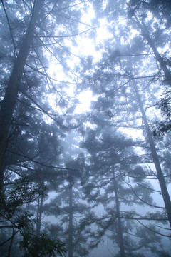 云雾庐山森林