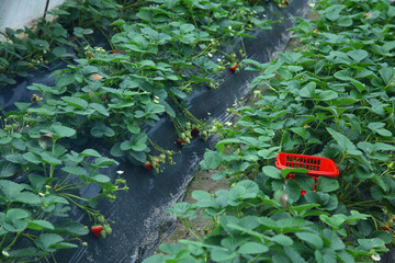 草莓种植基地