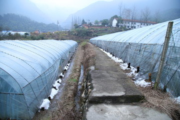 草莓种植基地