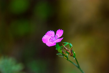 石竹花