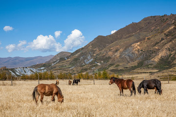 八美草原牧区