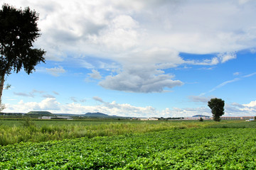 大豆