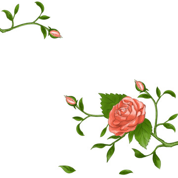 手繪插畫玫瑰