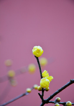 腊梅花开