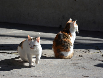 两只花猫