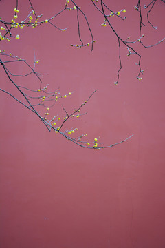 紅墻臘梅