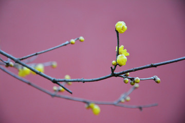 腊梅花开