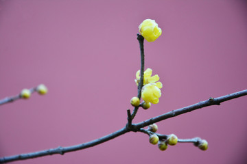 腊梅花开