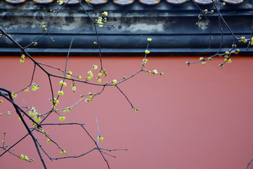 宫墙腊梅花开