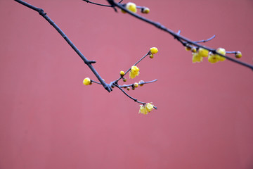 红墙腊梅花开