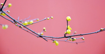 腊梅花开