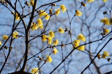 腊梅花开