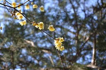 腊梅花枝