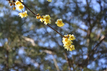 一枝腊梅花