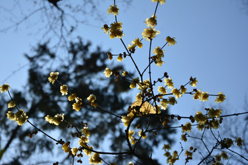 腊梅花与天空